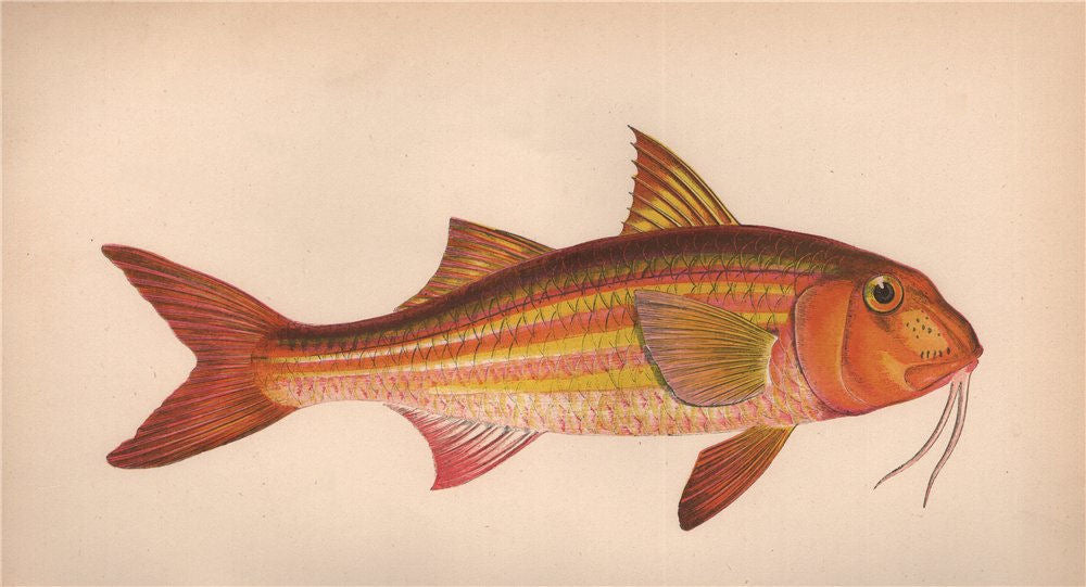 SURMULLET. Mullus surmuletus, Striped red mullet, mallette, goatfish. COUCH 1862